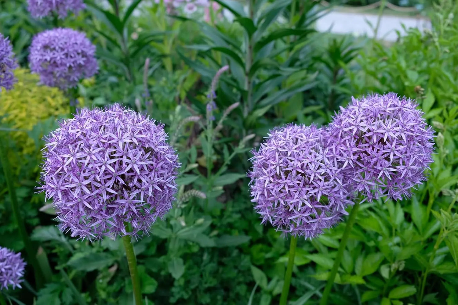 Bunte Allium ‚Gladiator‘ Zierlauch Staude mit großen lila Blüten, wächst auf einem Gartenbeet, von Stauden Gänge.