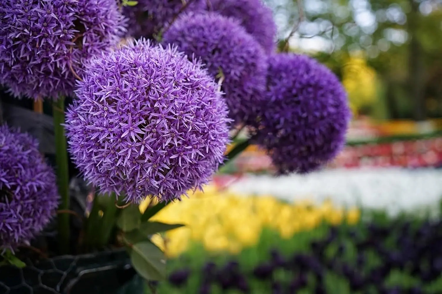 Allium ‚Gladiator‘ Zierlauch Staude von Stauden Gänge, blühende Zwiebelpflanze mit lila Blüten, frühlingshaft und dekorativ.