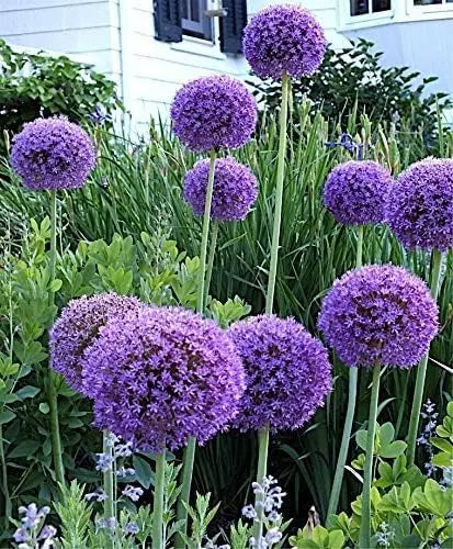 Bunte Allium ‚Globemaster‘ Zierlauch Staude mit großen, runden Blüten in violett und rosa, Stauden Gänge.