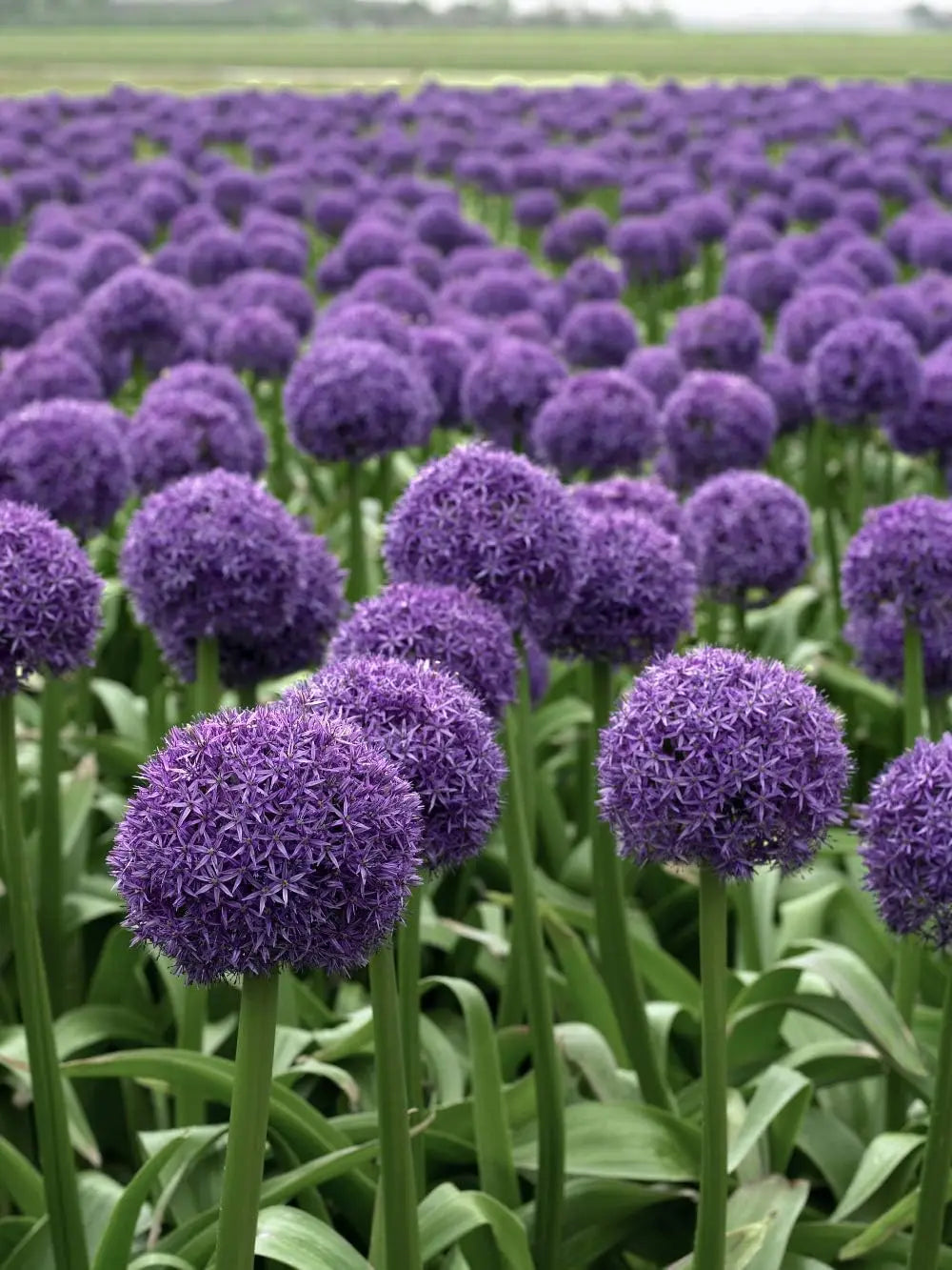 Große Allium ‚Globemaster‘ Zierlauch Staude mit blauen, kugelartigen Blüten, von Stauden Gänge.