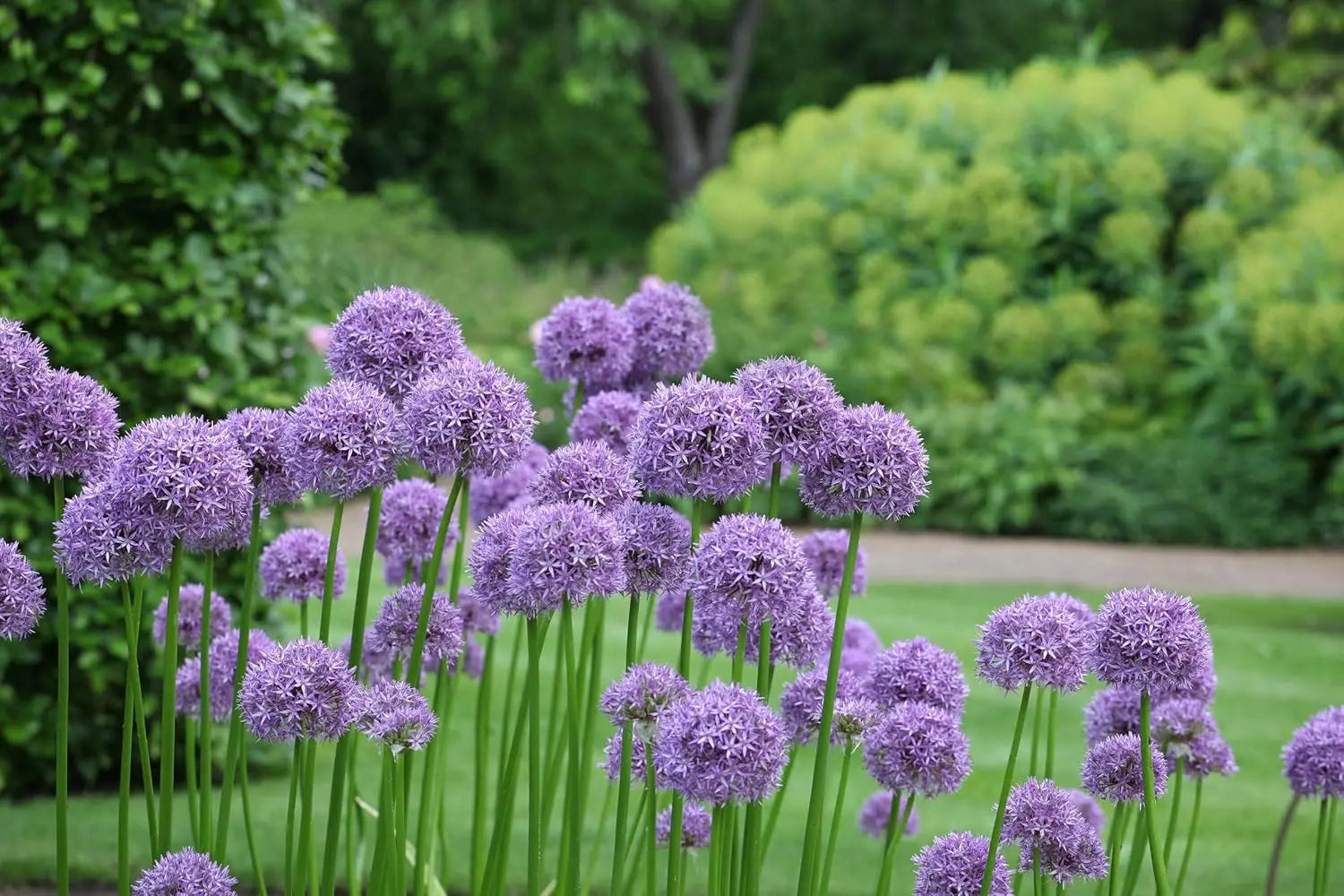 Großer Allium ‚Globemaster‘ Zierlauch als Staude mit großen, kugelförmigen Blüten in lila Farbe, Stauden Gänge.