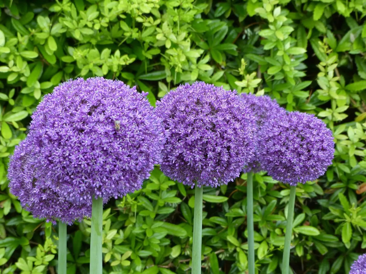 Allium ‚Globemaster‘ Zierlauch Staude mit großen blauen Blüten, in einem Gartenbeet, von Stauden Gänge.