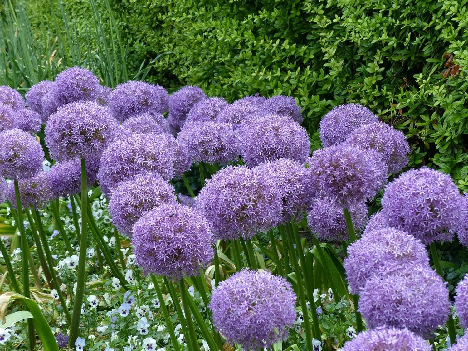 Allium ‚Globemaster‘ Zierlauch Staude von Stauden Gänge mit großen, runden blauen Blütenständen in Gartenaufnahme