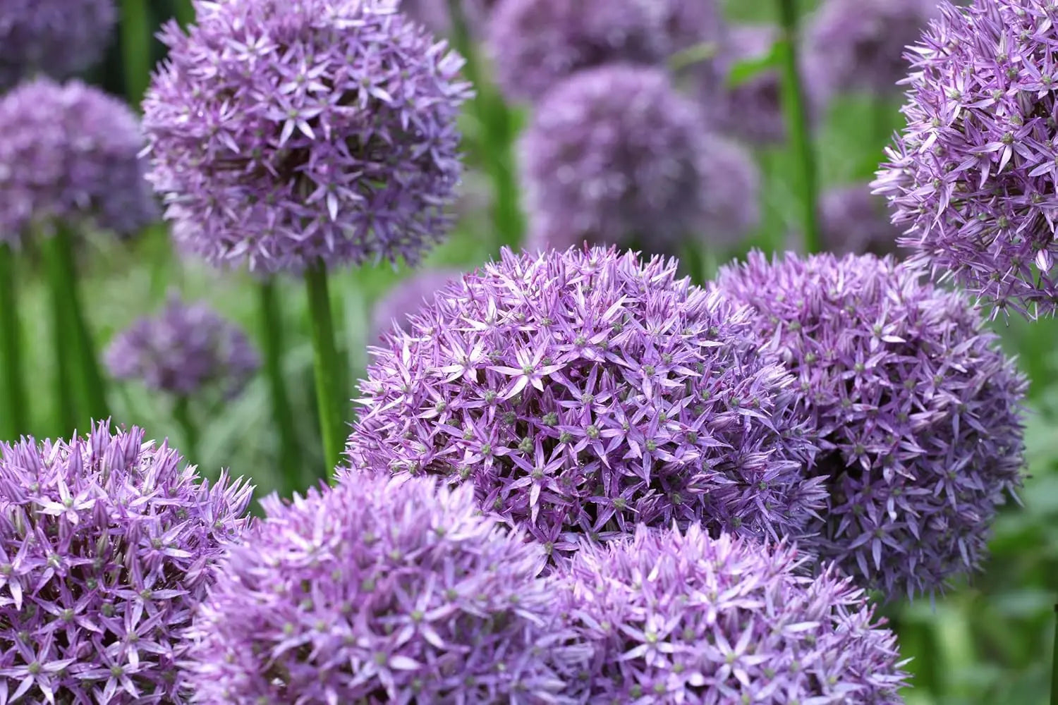 Großer Allium ‚Globemaster‘ Zierlauch als Staude, mit großen blauen Blüten und langen grünen Blättern, von Stauden Gänge.