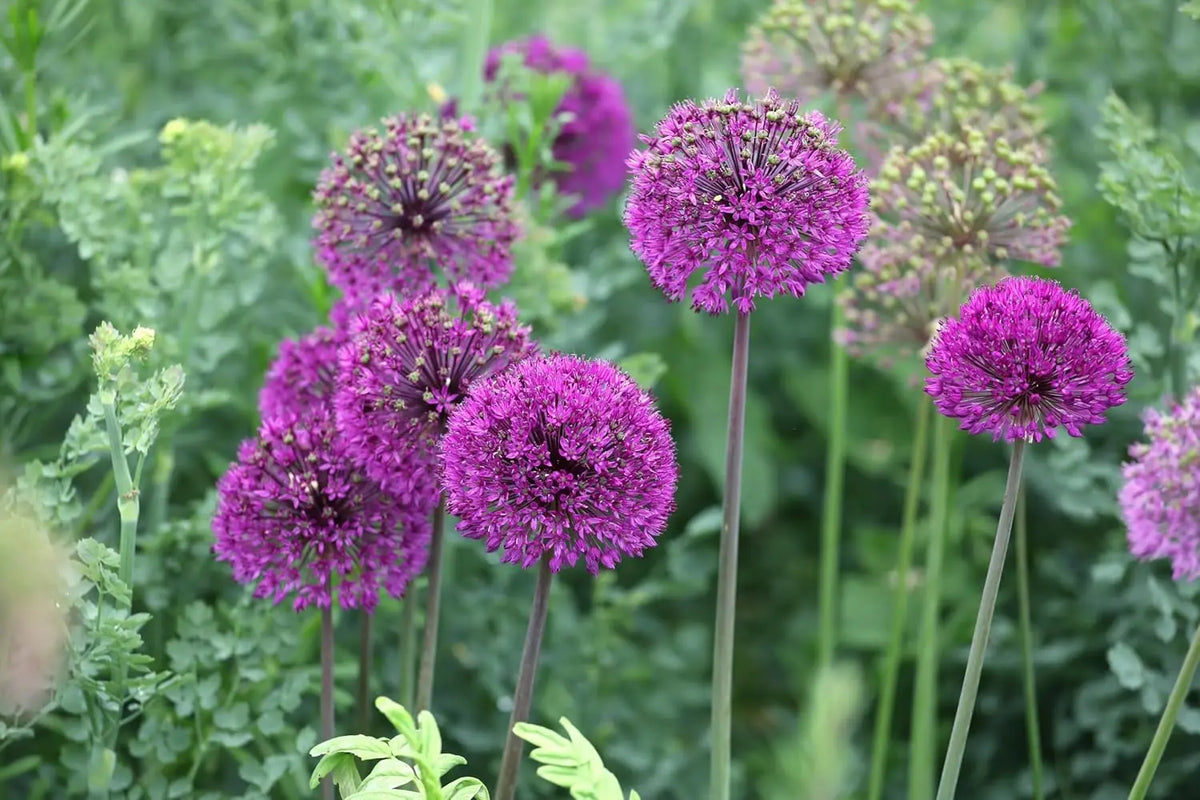 Allium ‚His Excellency‘ Zierlauch Staude mit großen lila Blüten, perfekt für den Garten, von Stauden Gänge