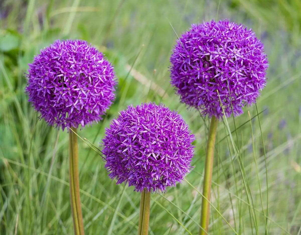Allium ‚His Excellency‘ Zierlauch Staude von Stauden Gänge mit großen violetten Blüten in Garten.