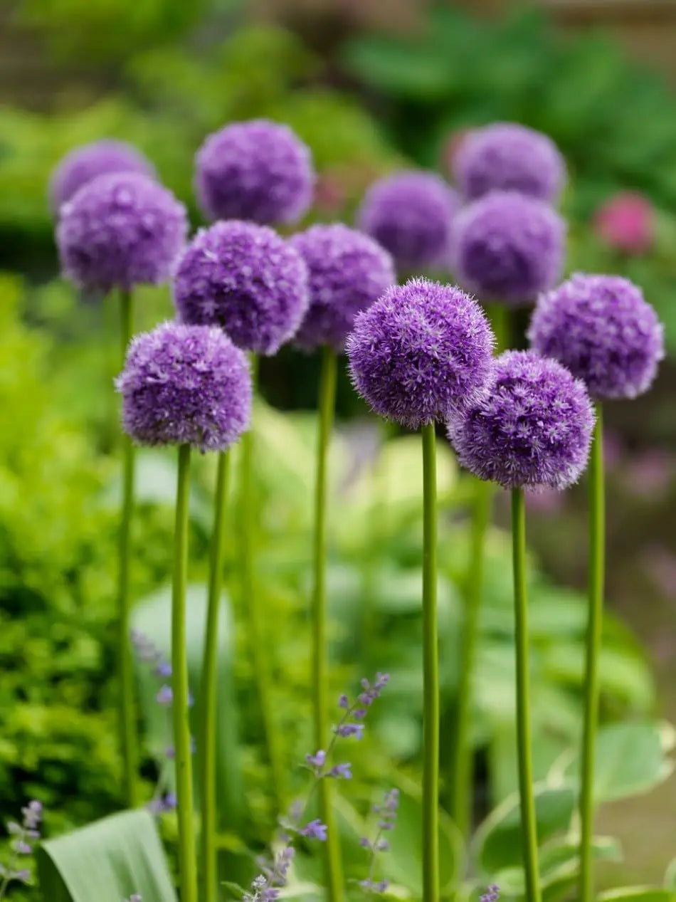 Allium ‚His Excellency‘ Zierlauch Staude mit weißen Blüten, im Garten gepflanzt, von Stauden Gänge.