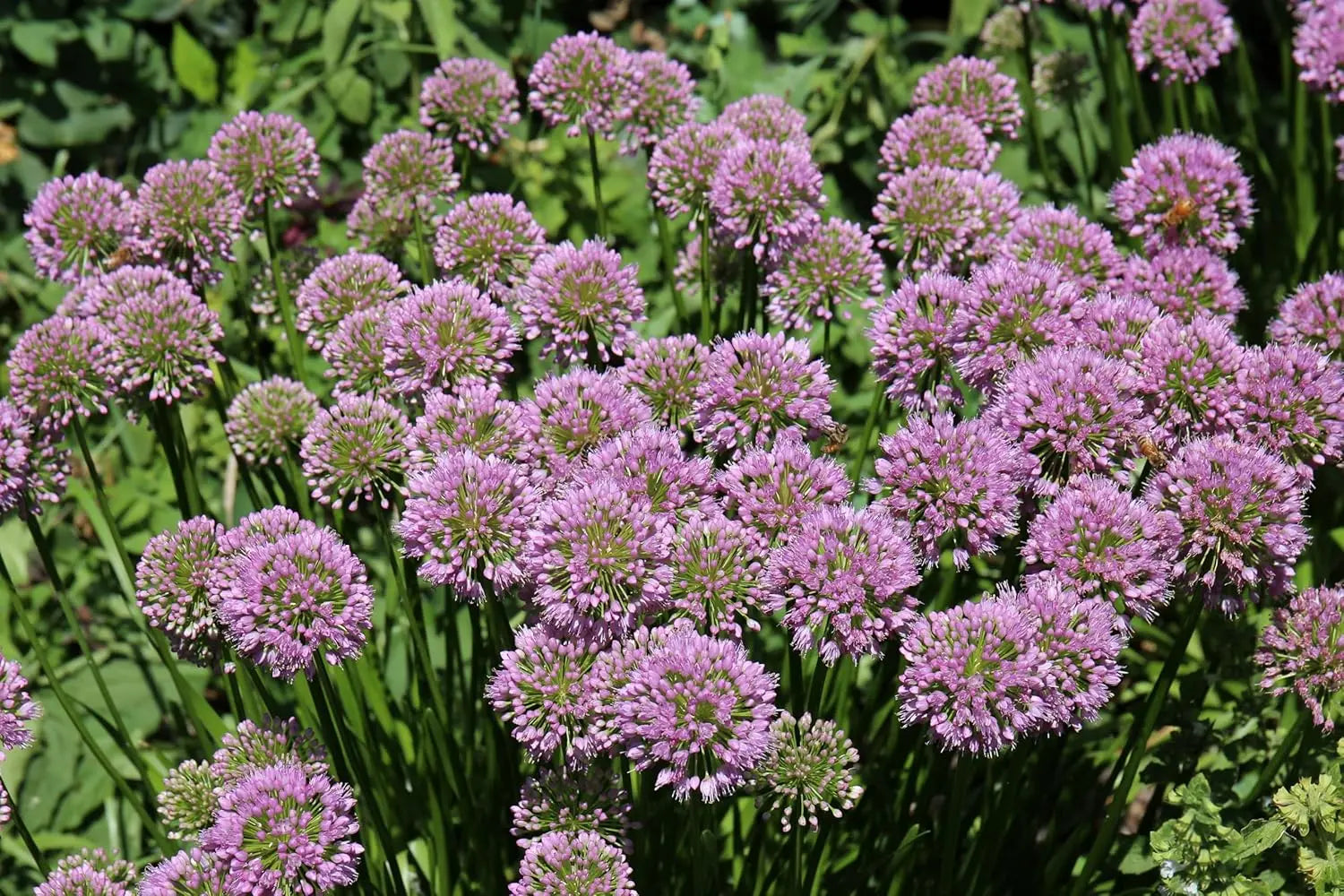Bunte Allium ‚Millenium‘ Zierlauch Staude mit violetten Blüten, Stauden Gänge, im Garten stehend
