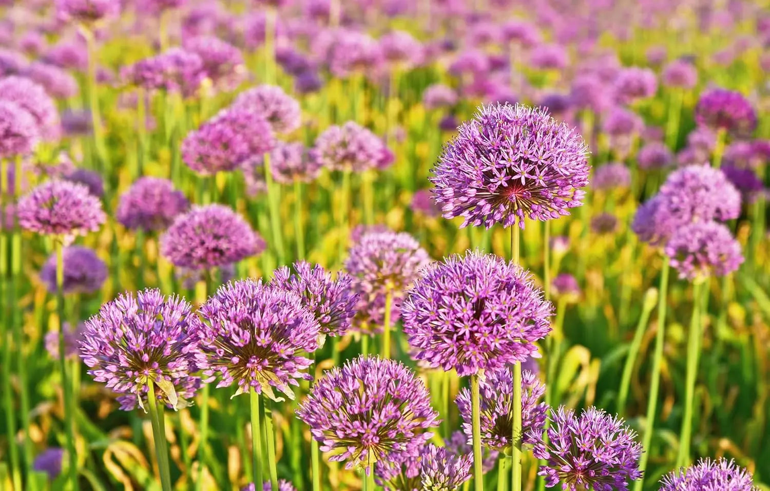 Zierlauch Allium ‚Millenium‘ Staude mit blauen Blüten, wächst auf einem Beet, von Stauden Gänge.