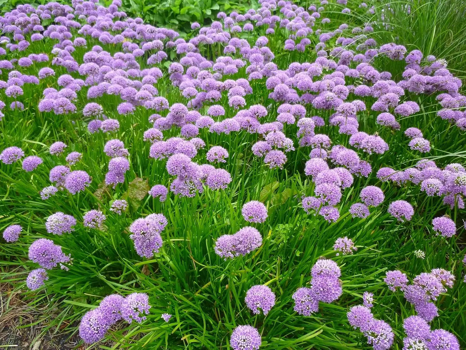 Allium ‚Millenium‘ Zierlauch Staude mit violetten Blüten, schön im Garten, von Stauden Gänge.