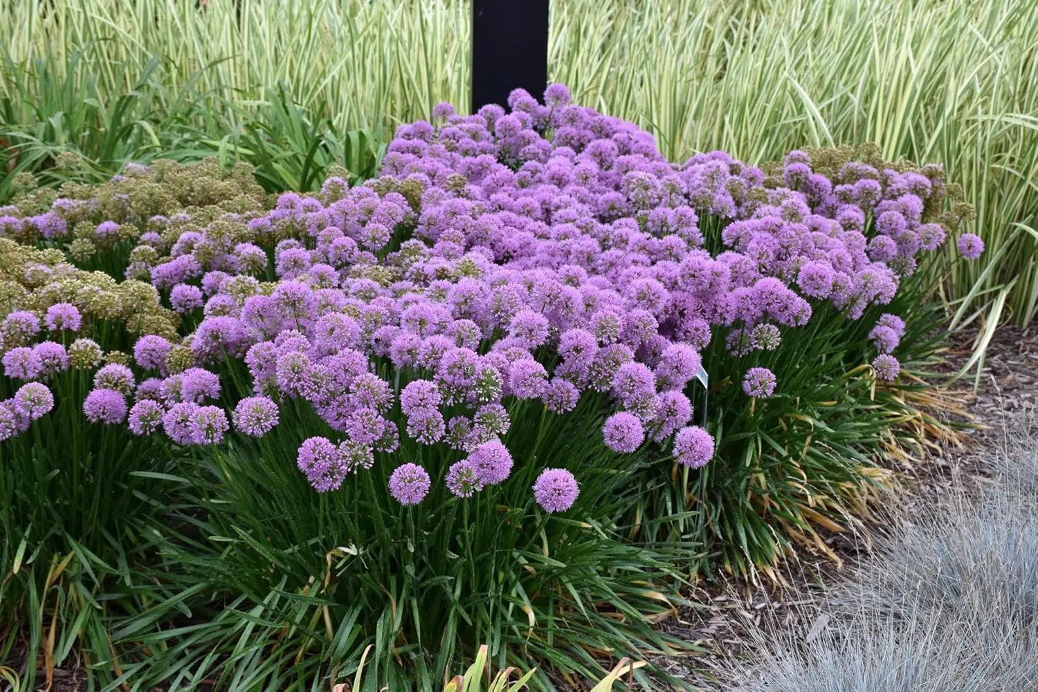 Allium ‚Millenium‘ Zierlauch Staude mit blauen Blüten, wächst auf einem Gartenboden, von Stauden Gänge.