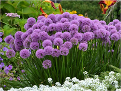 Bunte Allium ‚Millenium‘ Zierlauch Staude mit violetten Blüten und grünen Blättern, Stauden Gänge, Frühlingsblume