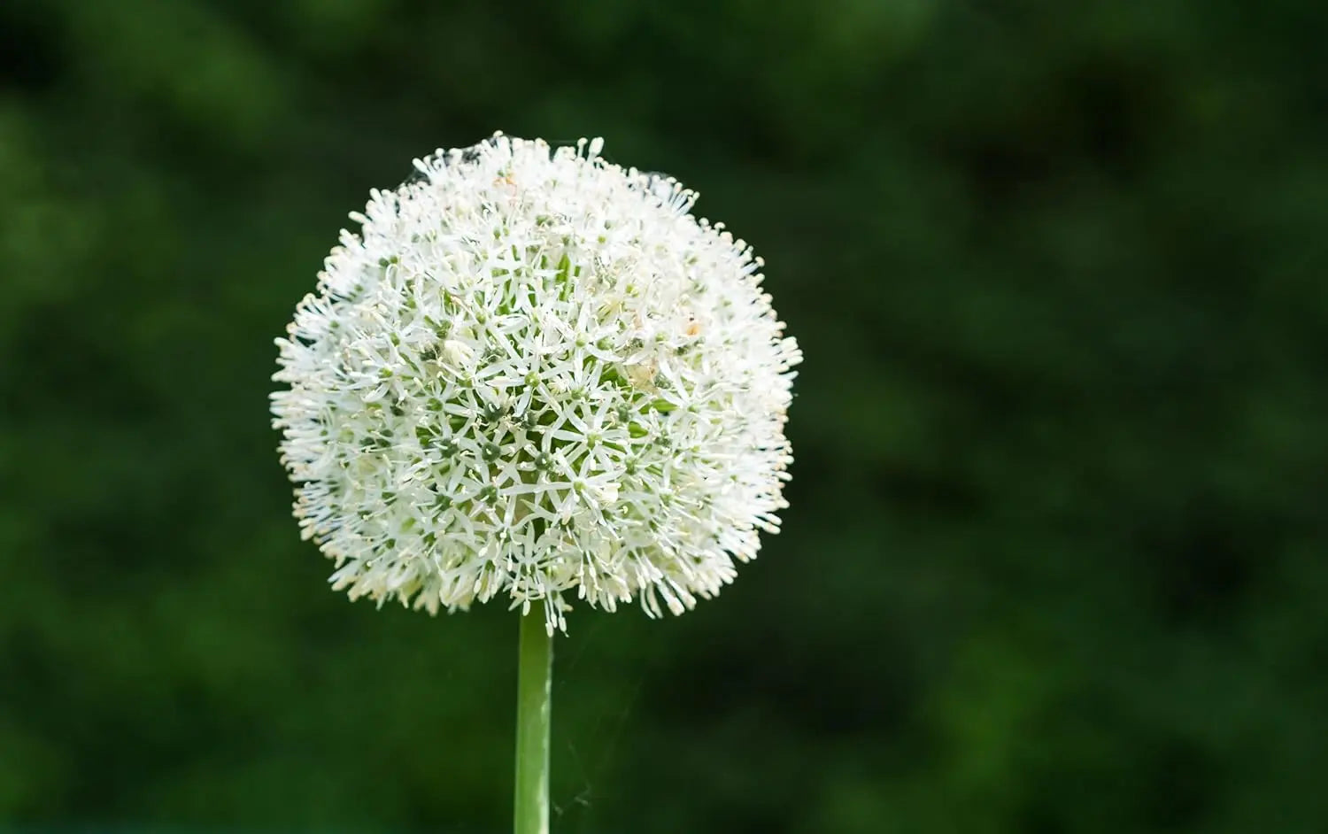Allium ‚Mount Everest‘ Zierlauch Staude von Stauden Gänge mit großen, weißen Blüten, im Garten wachsend