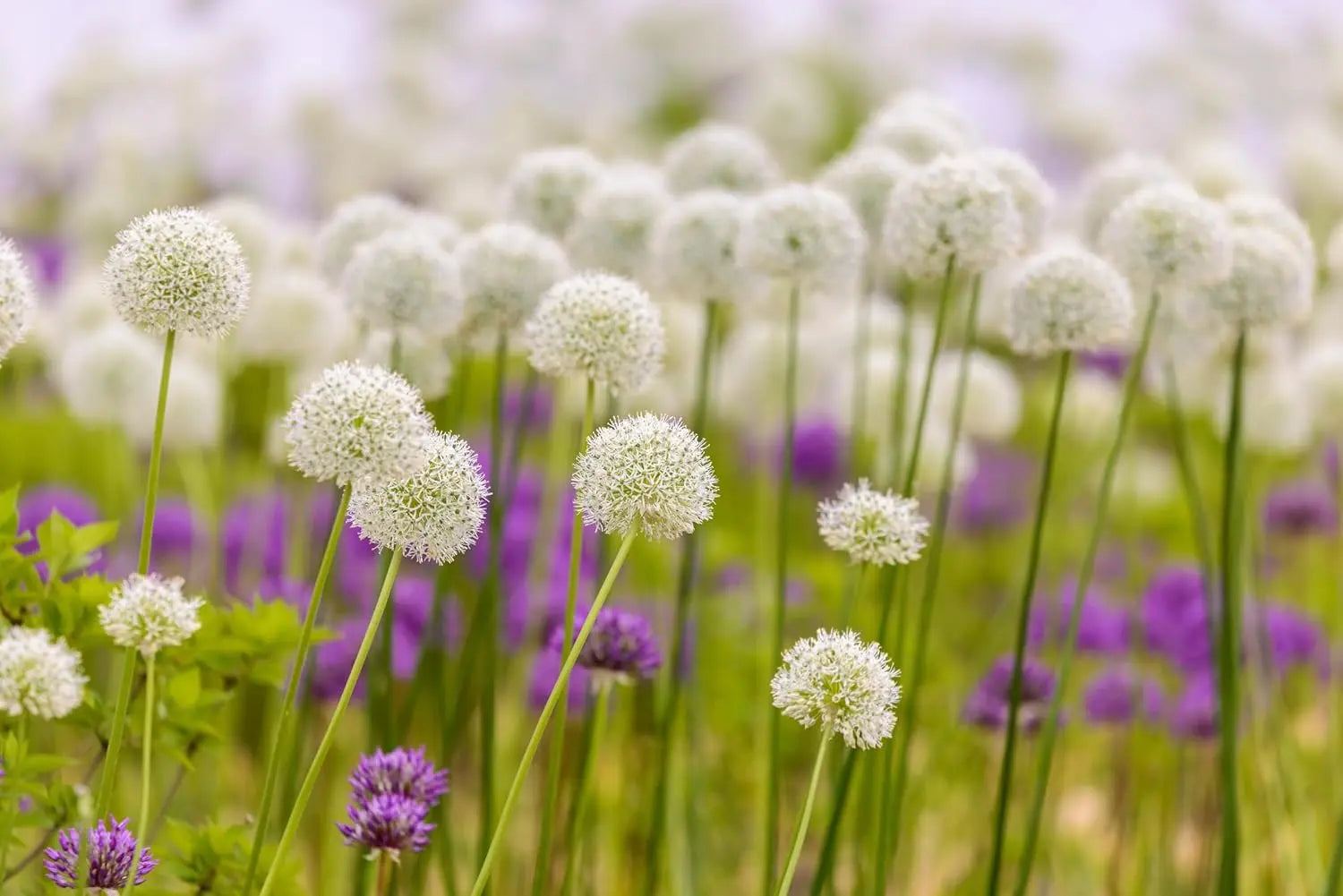 Bunte Allium ‚Mount Everest‘ Zierlauch Staude mit großen weißen Blüten, wächst auf einem Gartenboden.