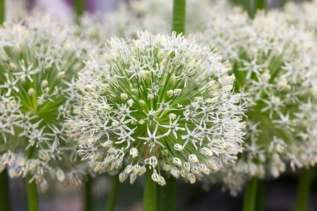 Allium ‚Mount Everest‘ Zierlauch Staude mit großen, weißen Blüten, im Garten gepflanzt, von Stauden Gänge.