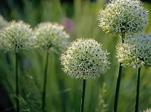 Allium ‚Mount Everest‘ Zierlauch Staude, mit großen lila Blüten, wächst auf Gartenerde, von Stauden Gänge.