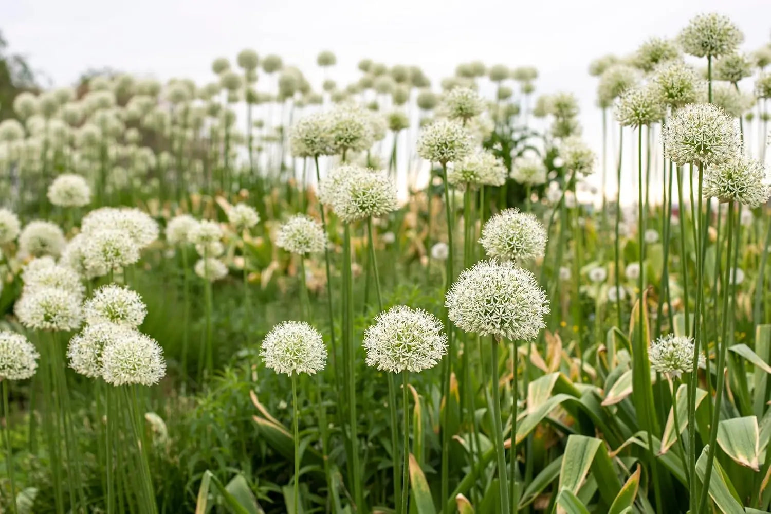 Allium ‚Mount Everest‘ Zierlauch Staude, blühende Zwiebelpflanze mit großen weißen Blüten, in Gartenumgebung, Stauden Gänge