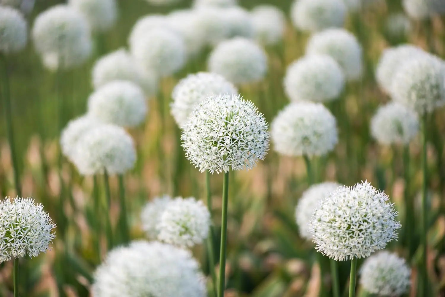 Allium ‚Mount Everest‘ Zierlauch Staude mit großen blauen Blüten, Stauden Gänge, im Garten fotografiert