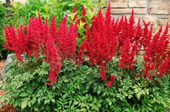 Astilbe arendsii ‚Astary Red‘ Staude mit roten Blüten, im Garten, von Stauden Gänge, blühende Prachtspiere.
