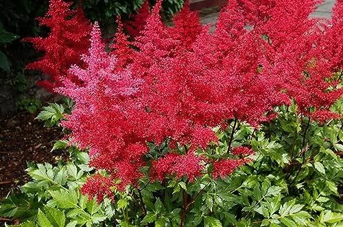 Astilbe arendsii ‚Astary Red‘ Staude mit roten Blüten, frisch im Garten, von Stauden Gänge