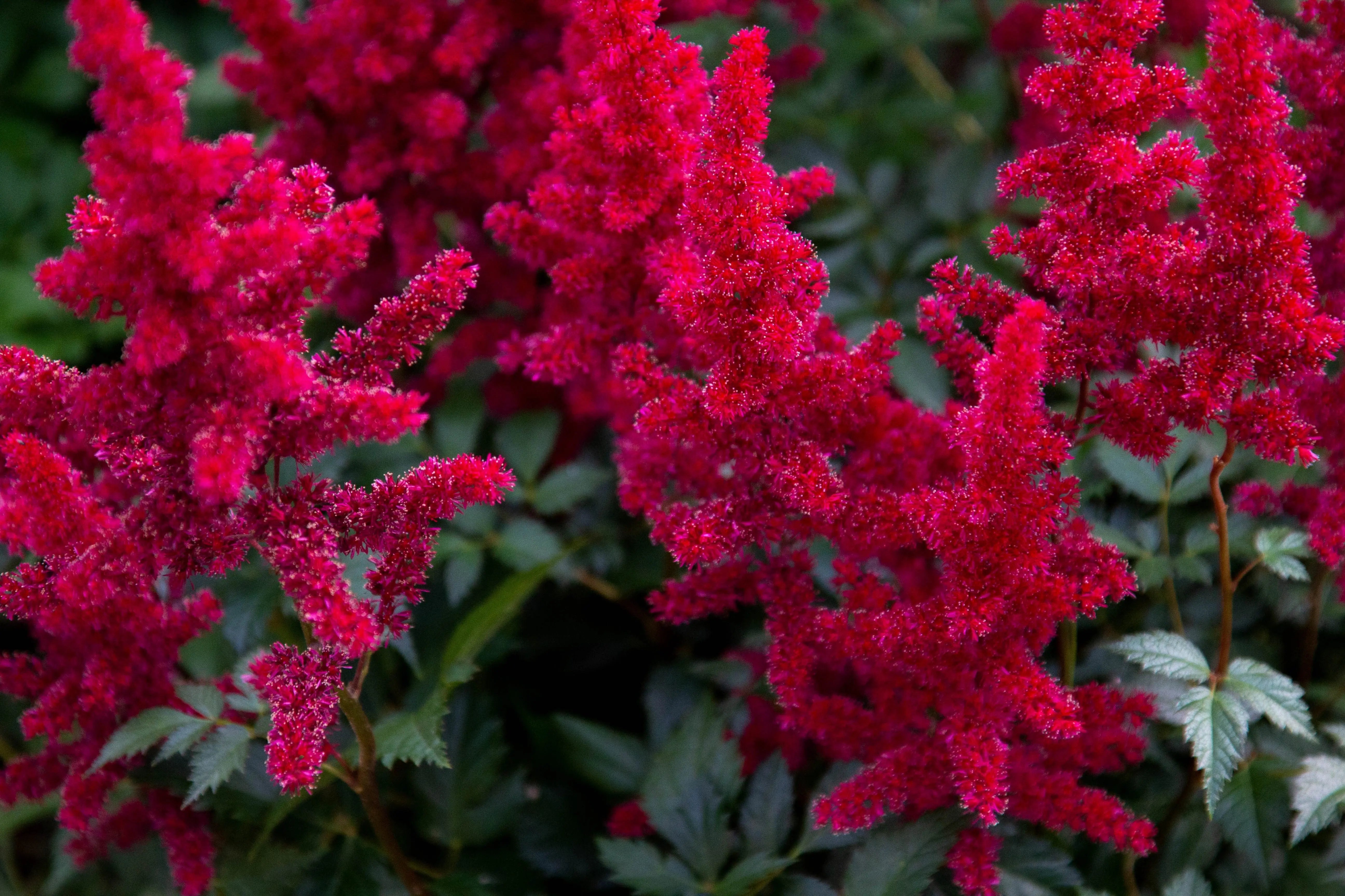 Astilbe arendsii ‚Astary Red‘ Staude mit roten Blütenständen, zart gefiedertes Laub, von Stauden Gänge.
