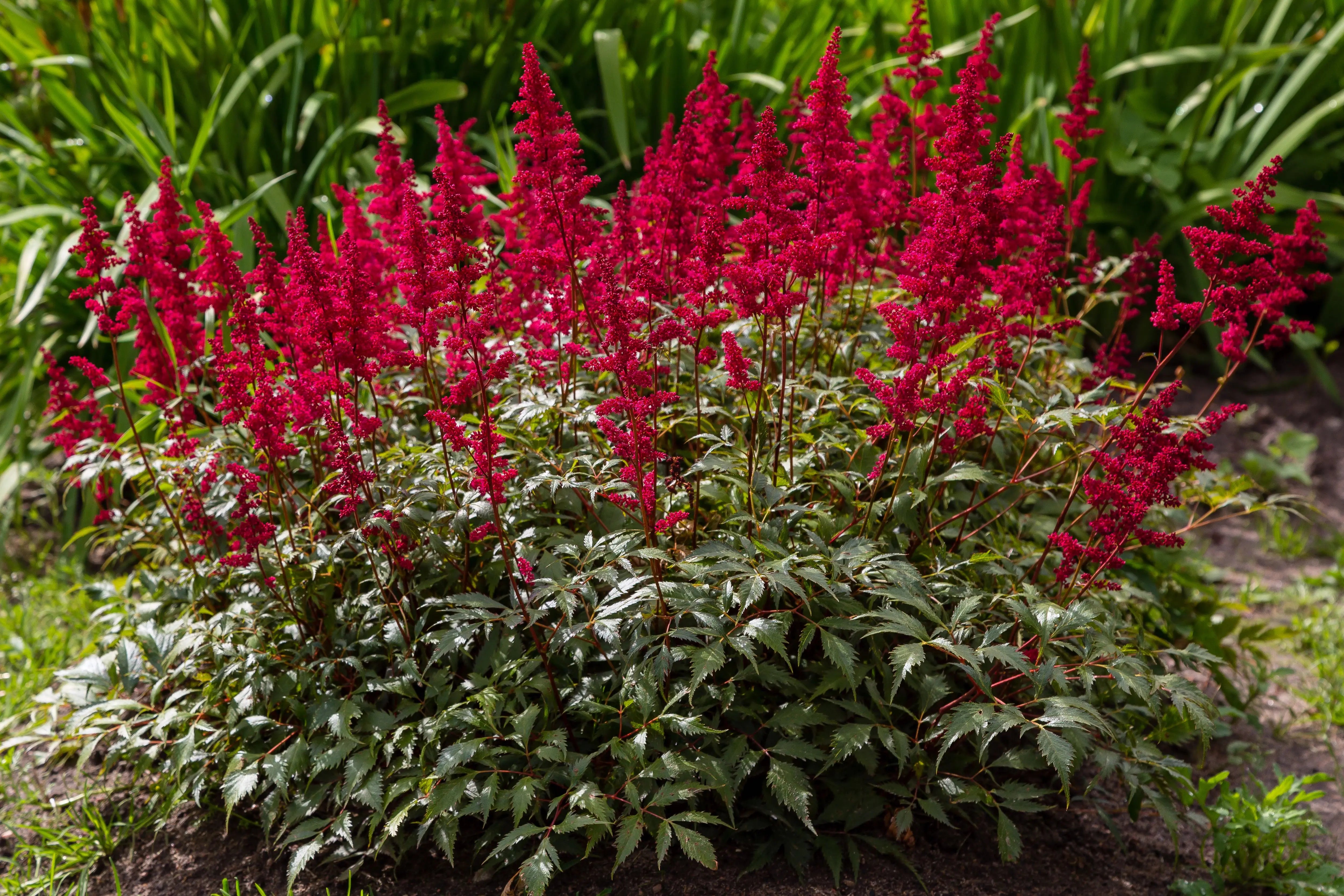 Bunte Astilbe arendsii ‚Astary Red‘ Staude mit roten Blüten, schnelle Nahaufnahme der Staude von Stauden Gänge.