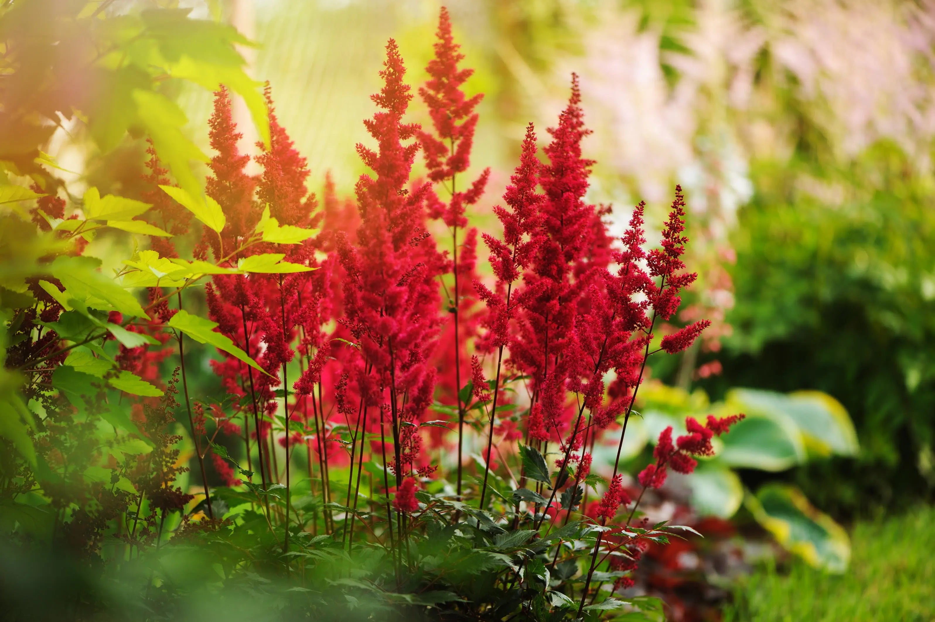 Astilbe arendsii ‚Astary Red‘ Staude mit roten Blüten, frisch grüne Blätter, von Stauden Gänge, ideal für Gartenbeete.