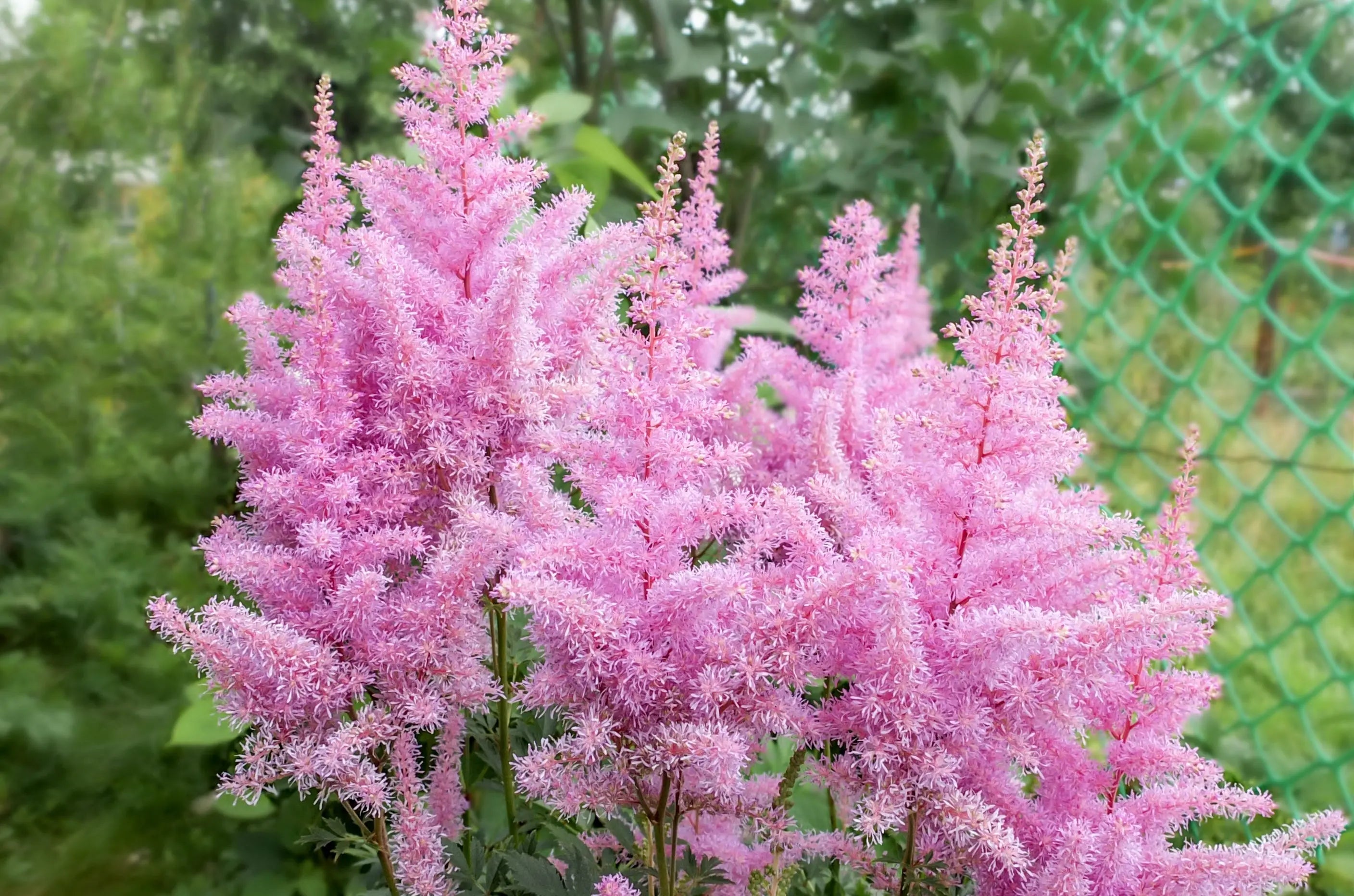 Astilbe arendsii ‚Astary Rose‘ Staude mit rosa Blüten, dekorative Prachtspiere, von Stauden Gänge, Nahaufnahme der Blütenstände