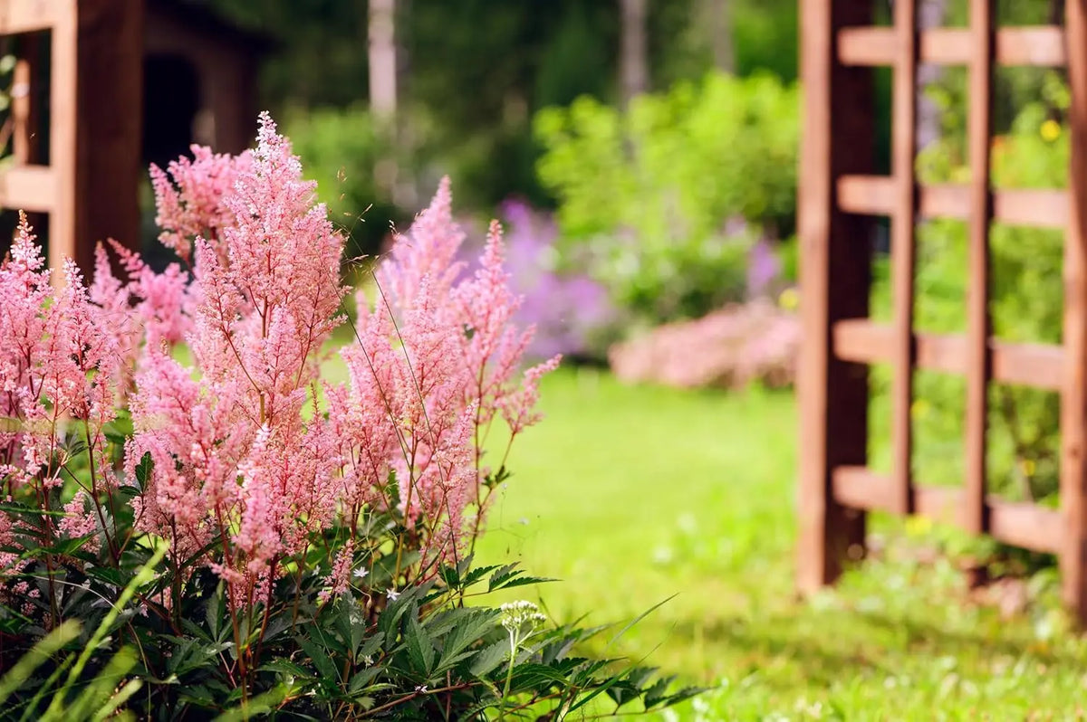 Astilbe arendsii ‚Astary Rose‘ Staude mit rosa Blüten, Stauden Gänge, schöne Prachtspiere für Garten und Beete