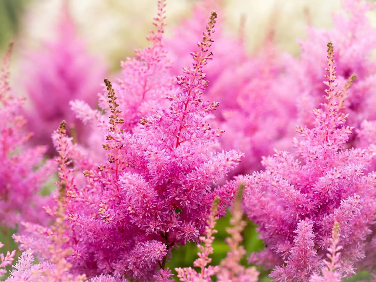 Astilbe arendsii ‚Astary Rose‘ Prachtspiere Staude mit zarten rosa Blüten, Stauden Gänge, Gartenpflanze, sommerliche Blüte