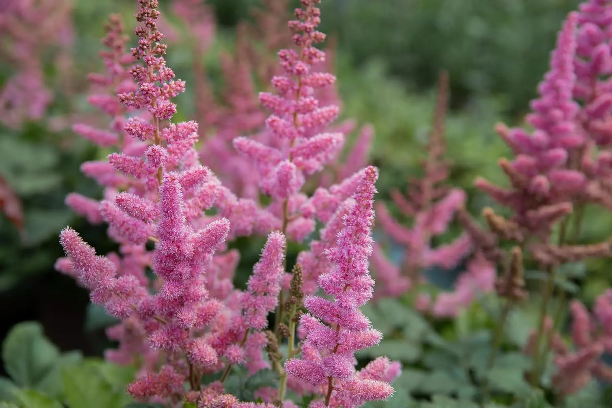 Astilbe arendsii ‚Astary Rose‘ Staude mit rosa Blüten, die Prachtspiere Staude von Stauden Gänge inmitten von grünen Blättern