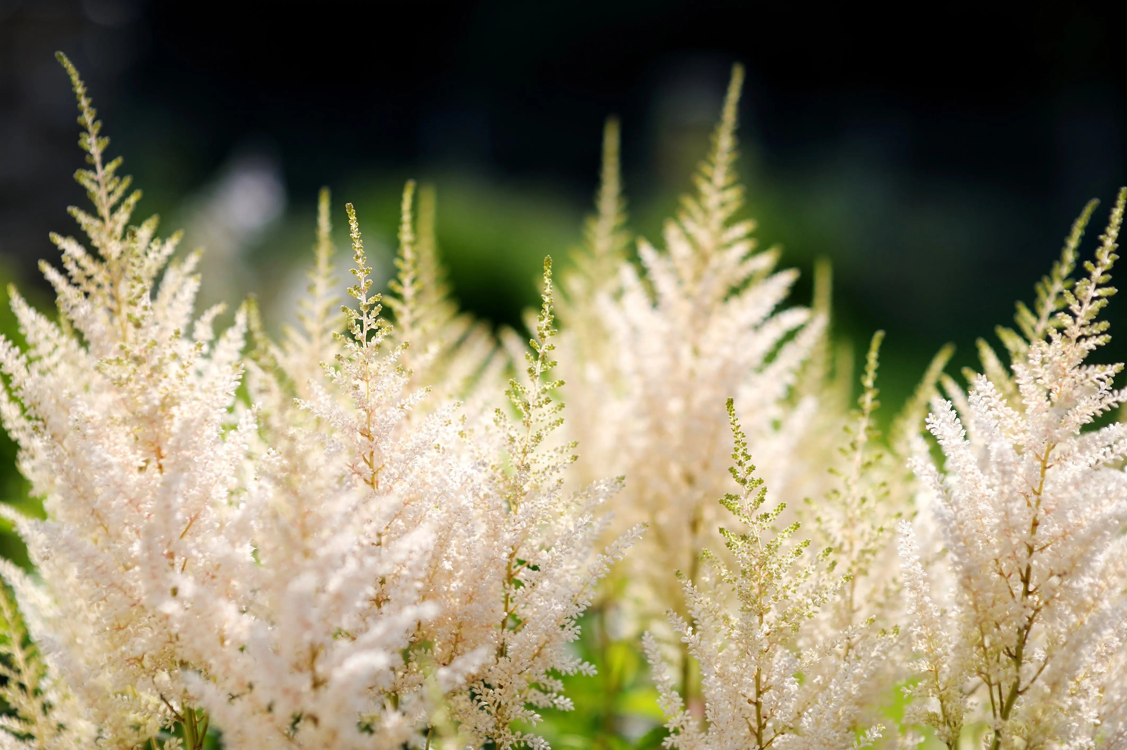Astilbe arendsii ‚Deutschland‘ Staude mit rosa Blüten, von Stauden Gänge, dekorative Blütenrispen in Gartenaufnahme