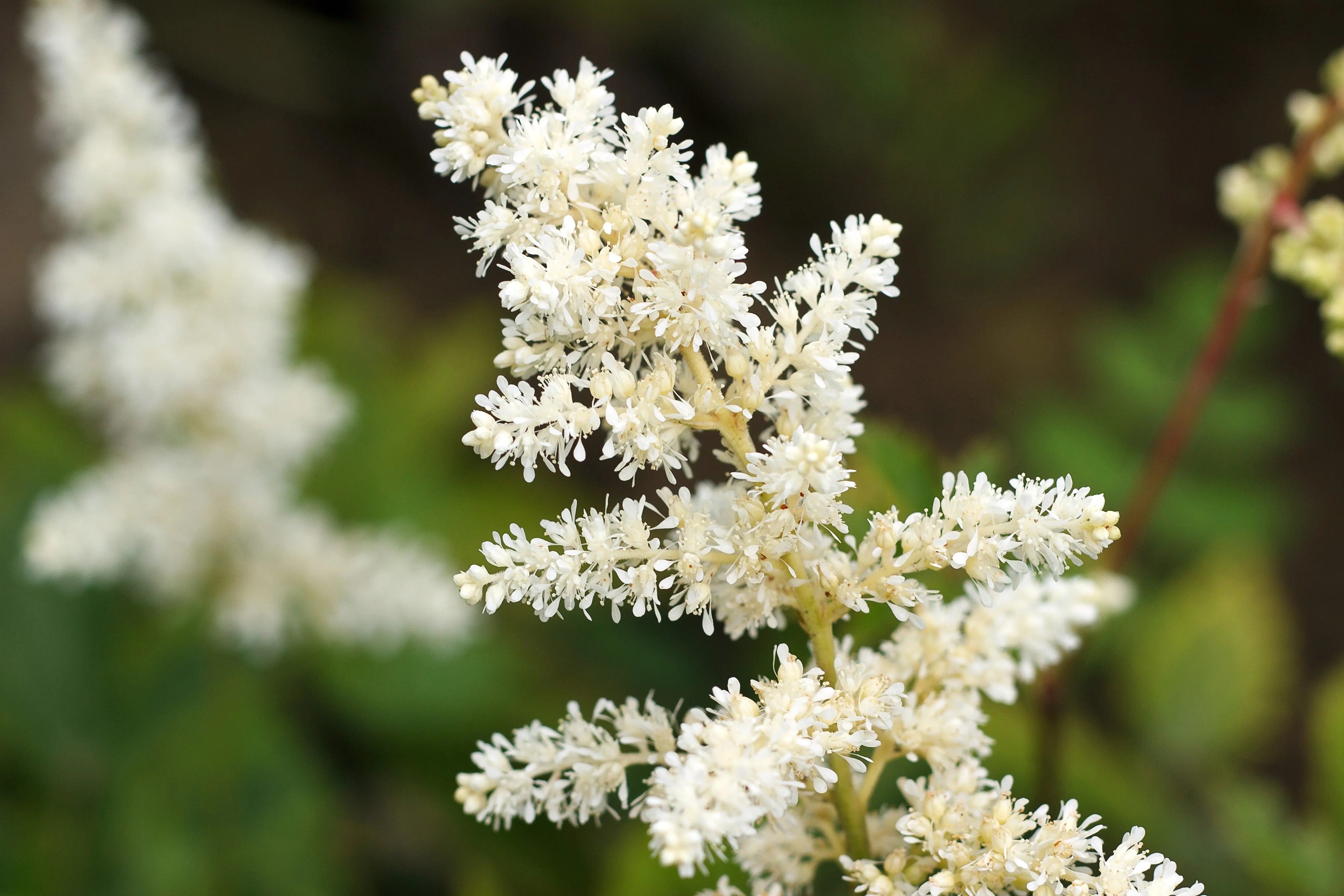 Astilbe arendsii ‚Deutschland‘ Staude mit rosa Blüten, von Stauden Gänge, im Garten.