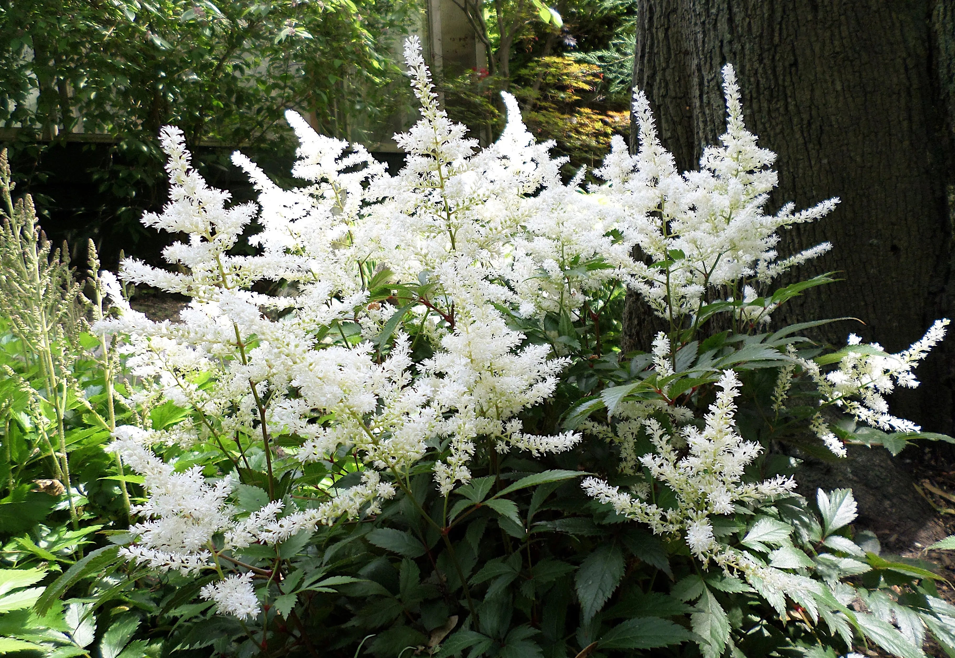 Astilbe arendsii ‚Deutschland‘ Staude mit rosa Blüten, wächst in einem Gartenbeet, von Stauden Gänge.