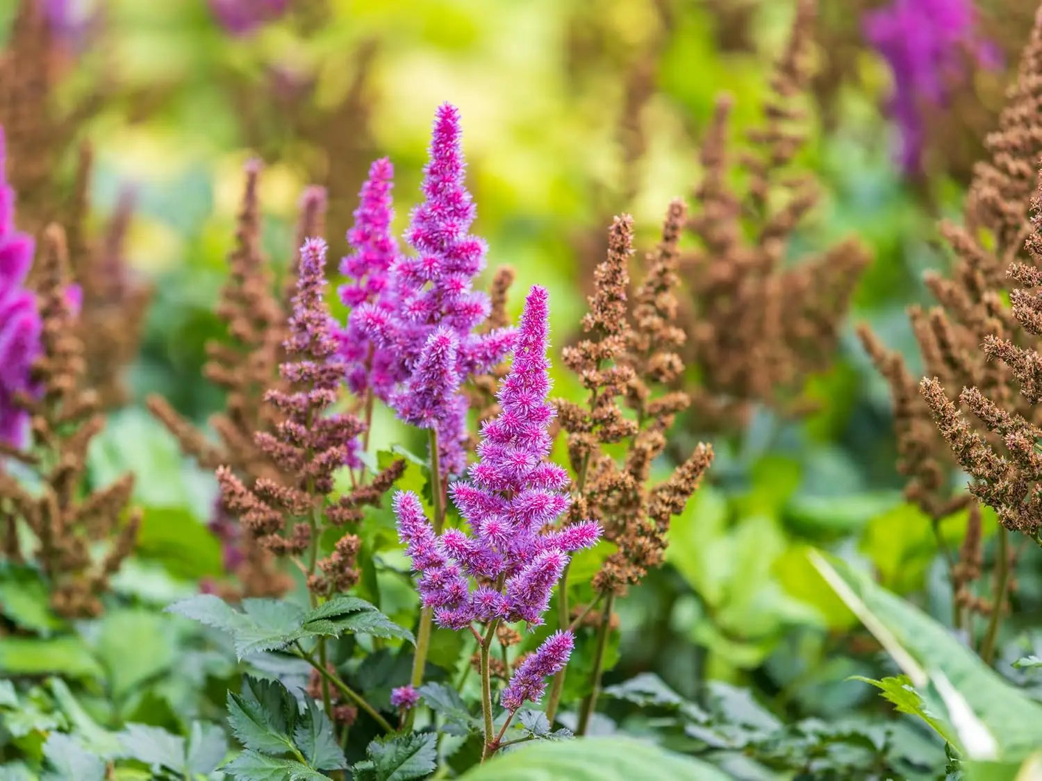 Astilbe chinensis pumila, Zwerg Prachtspiere, Staude mit zarten rosa Blüten, wächst als kleine Staude in Garten.