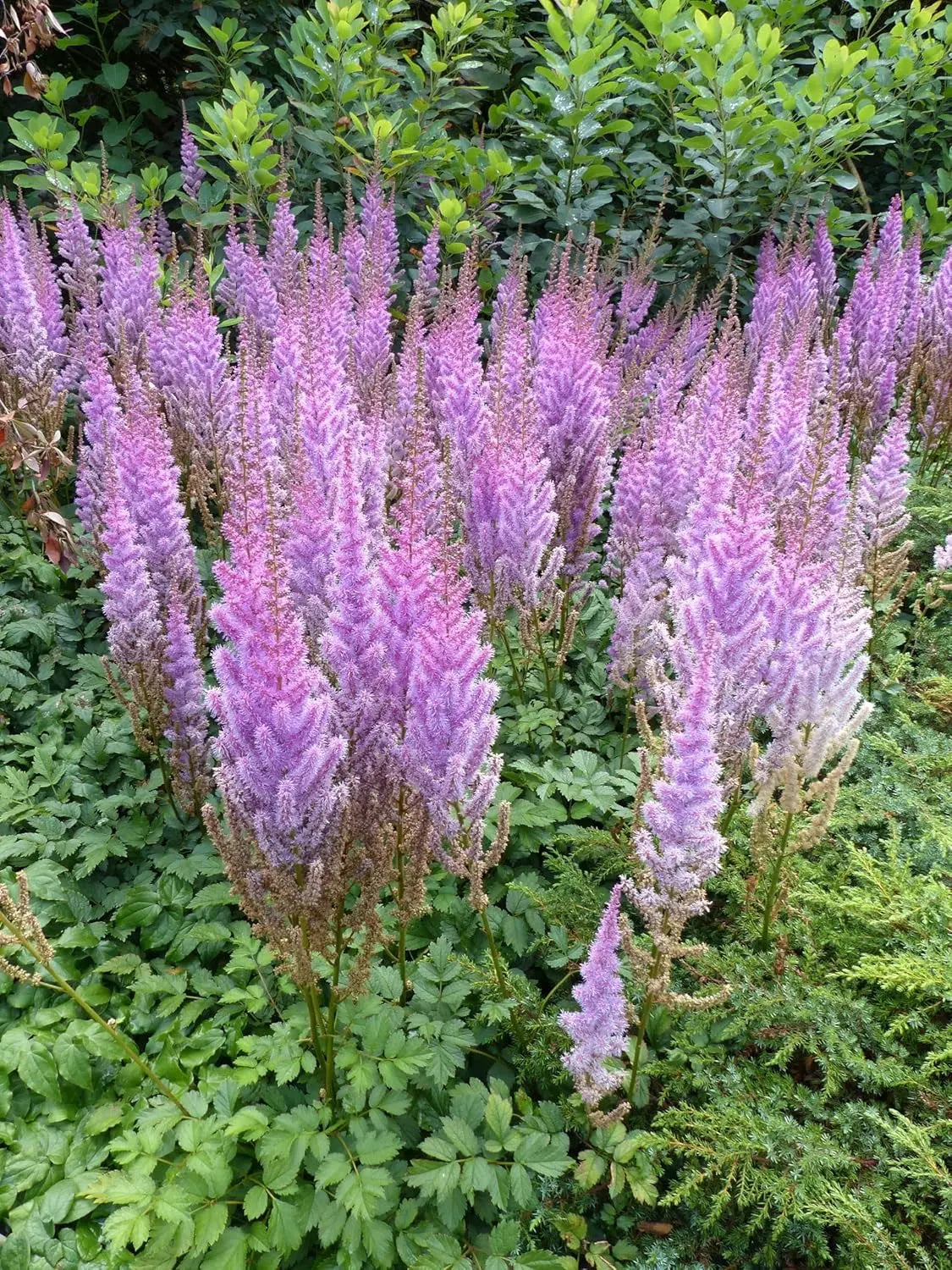 Astilbe chinensis pumila, Zwerg Prachtspiere, Staude von Stauden Gänge, grüne Blätter und zarte Blütenrispen.