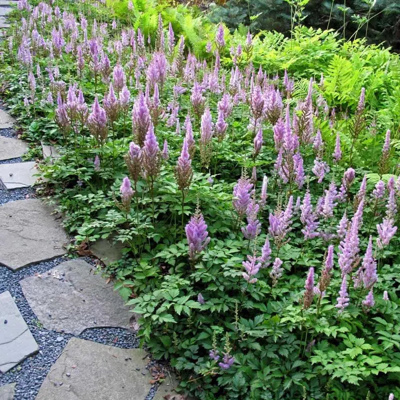 Astilbe chinensis pumila, Zwerg Prachtspiere, Staude von Stauden Gänge mit zarten, gefiederten Blättern und rosa Blüten.