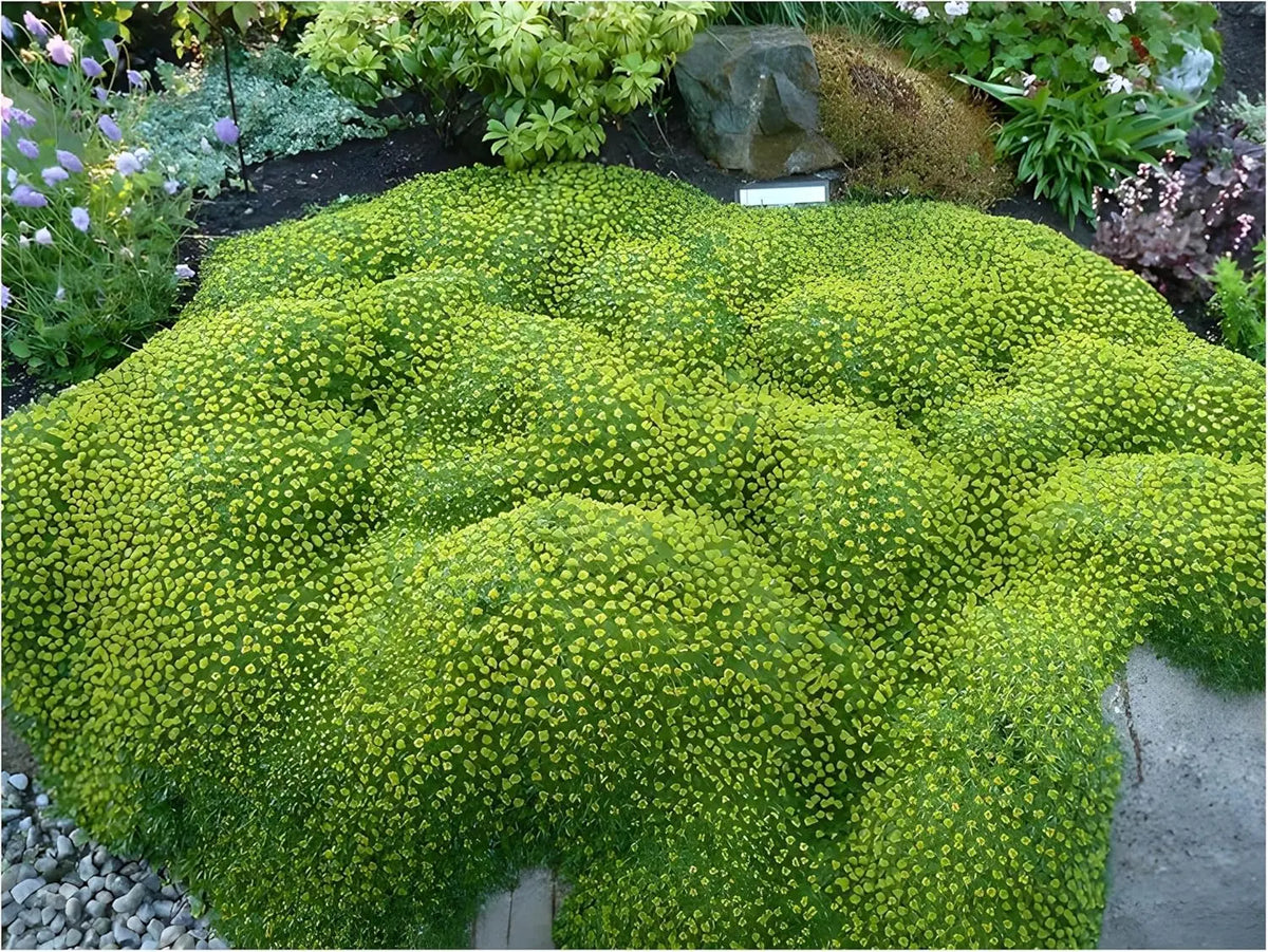 Azorella trifurcata, eine Staude von Stauden Gänge, mit grünen, polsterförmigen Blättern, ideal für alpine Gärten.