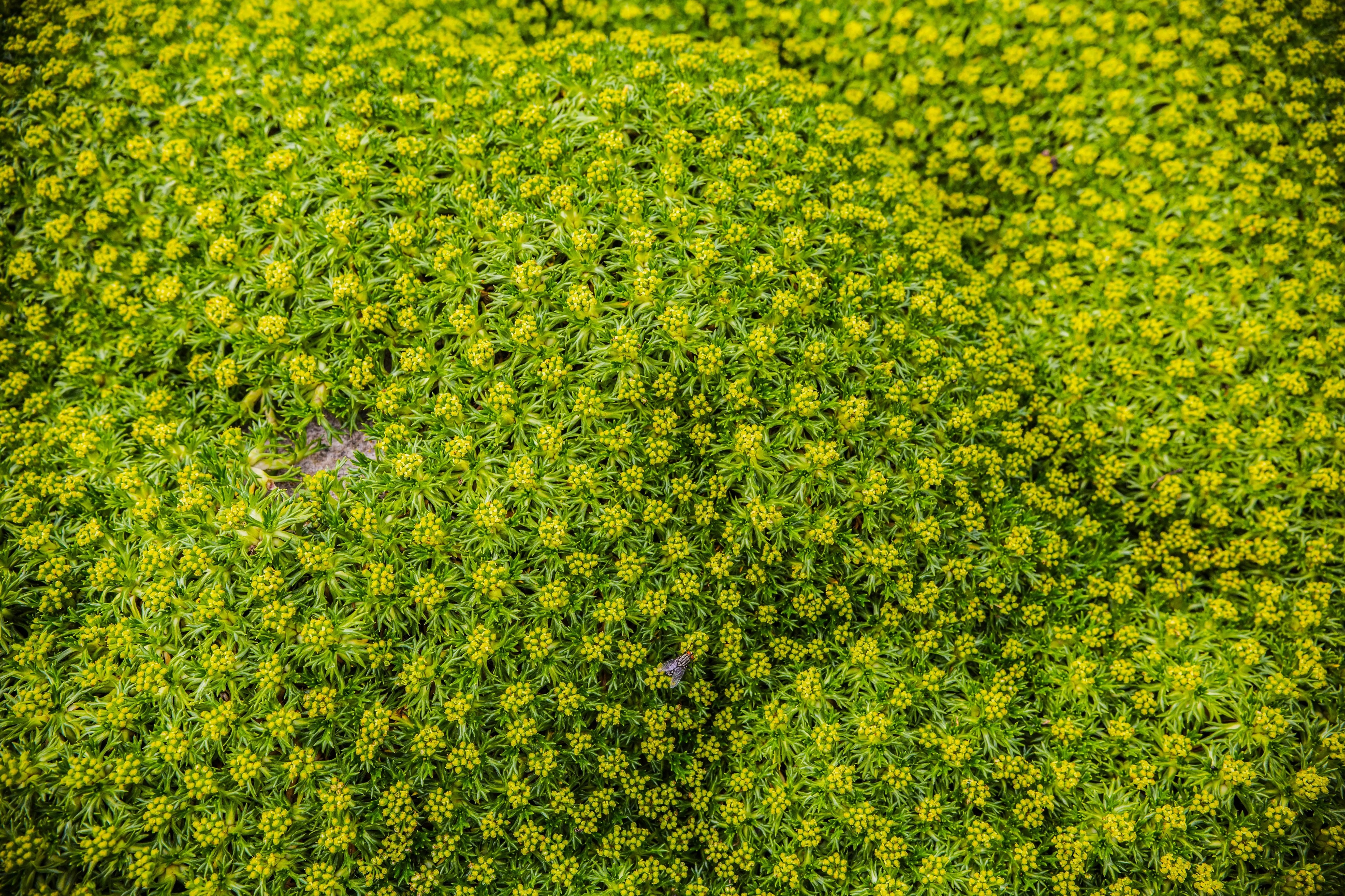 Azorella trifurcata, eine Staude von Stauden Gänge, mit grünen, buschigen Blättern und kompakter Wuchsform.