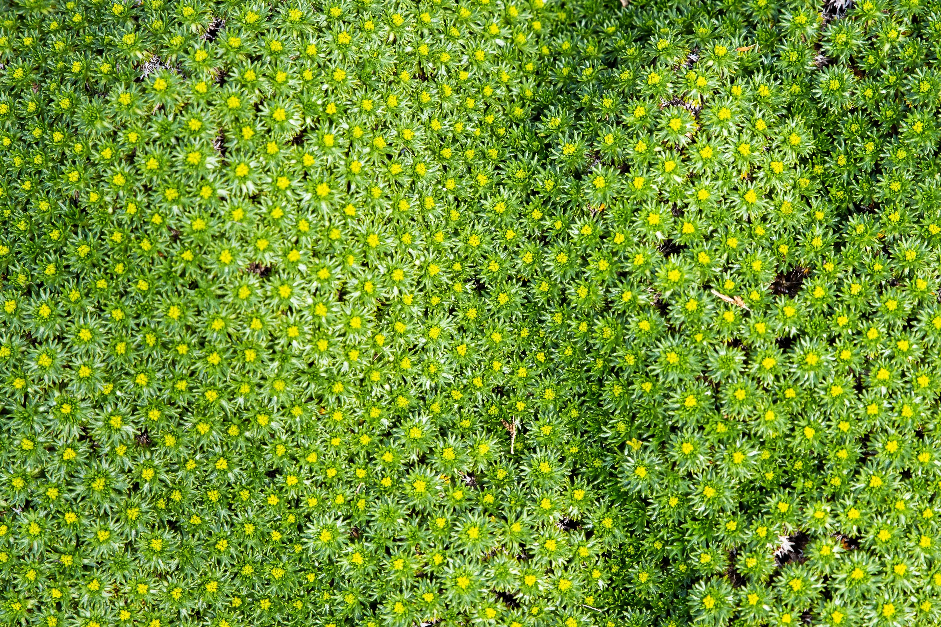 Azorella trifurcata ’Nana’ / Andenpolster, Staude von Stauden Gänge, grüne, kompakte Pflanze mit polsterartigem Wuchs.