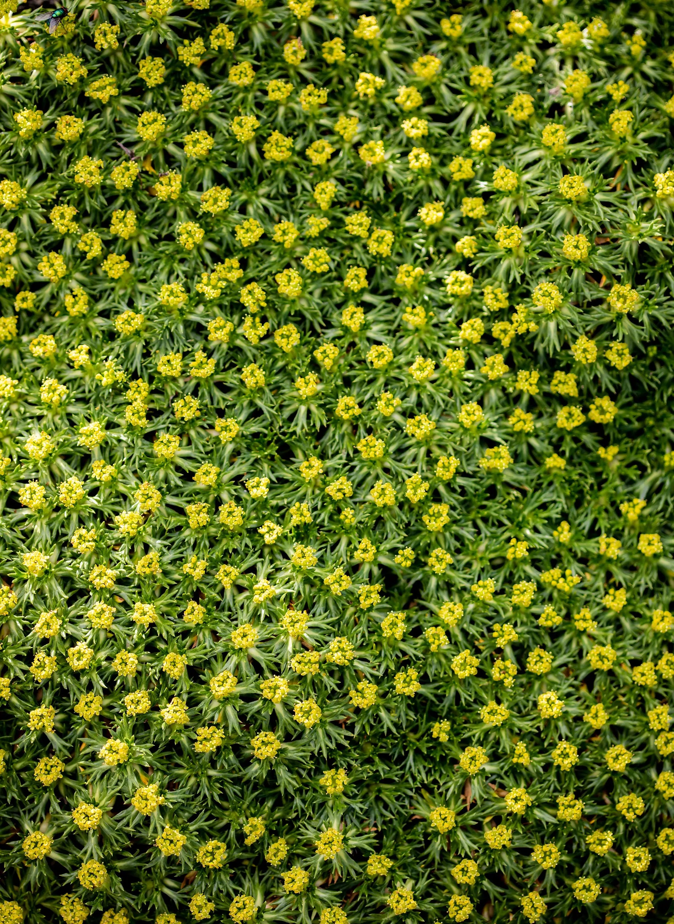 Azorella trifurcata ’Nana’ (Andenpolster), Staude von Stauden Gänge, dicht wachsend, kompakte Pflanze mit kleinen Blättern