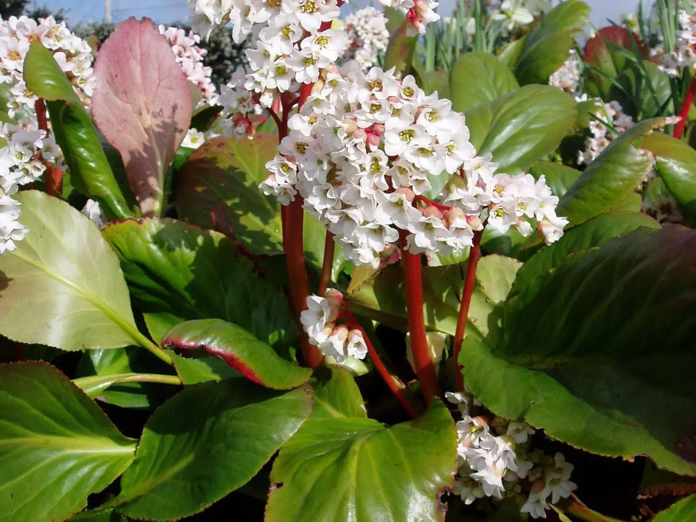 Bergenia cordifolia 'Beach' Staude von Stauden Gänge mit grünen, herzförmigen Blättern und rosa Blüten im Garten.