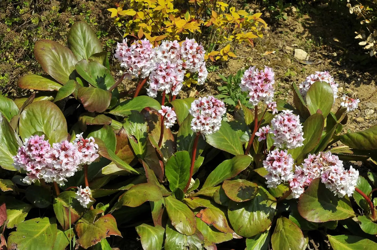 Bergenia cordifolia 'Beach' Staude mit grünen, herzförmigen Blättern und rosa Blüten, von Stauden Gänge.