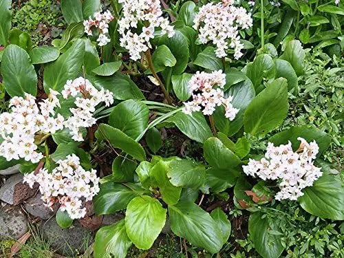 Bergenia cordifolia 'Beach' Staude von Stauden Gänge mit großen grünen Blättern und pinken Blüten, im Garten.