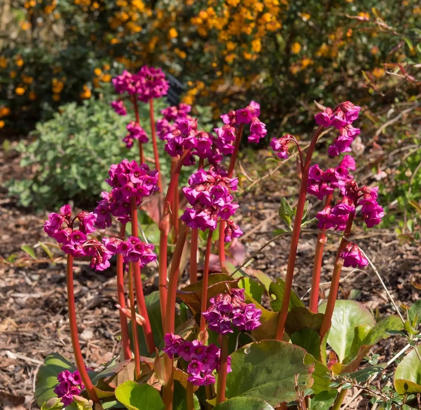 Bergenie Bergenia cordifolia 'Eroica' als Staude mit großen, grünen Blättern und rosa Blüten, Stauden Gänge.