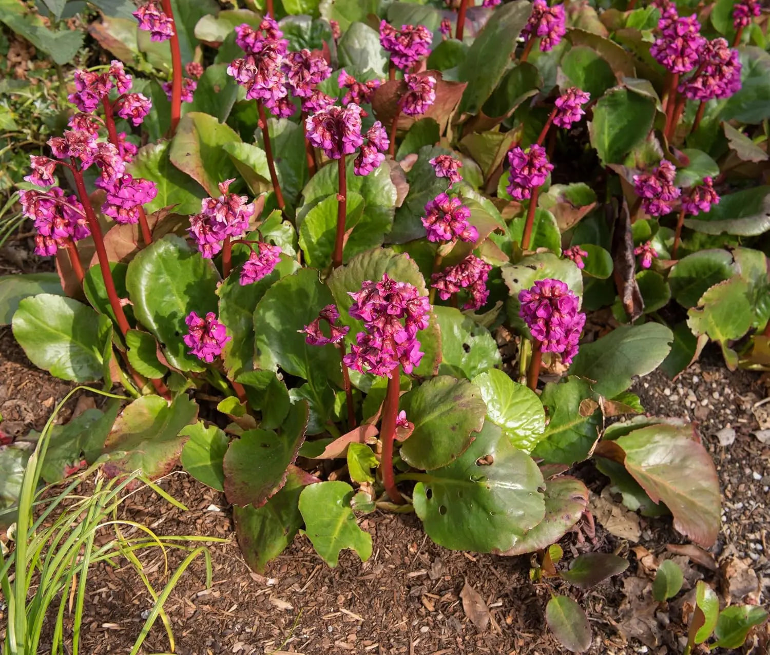 Bergenia cordifolia 'Eroica', eine Staude mit großen, grünen Blättern und pinken Blüten, von Stauden Gänge.