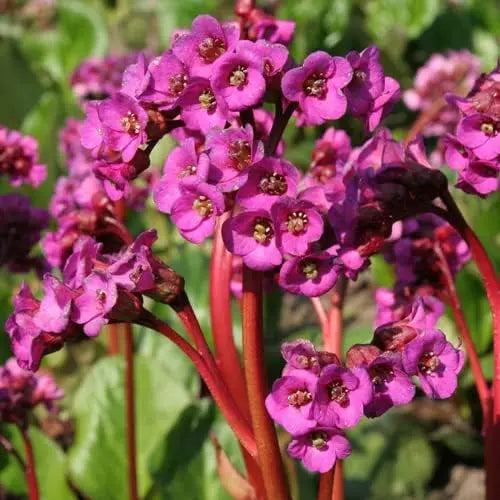 Bergenia cordifolia 'Eroica', Staude mit großen grünen Blättern und rosa Blüten, von Stauden Gänge, im Garten.