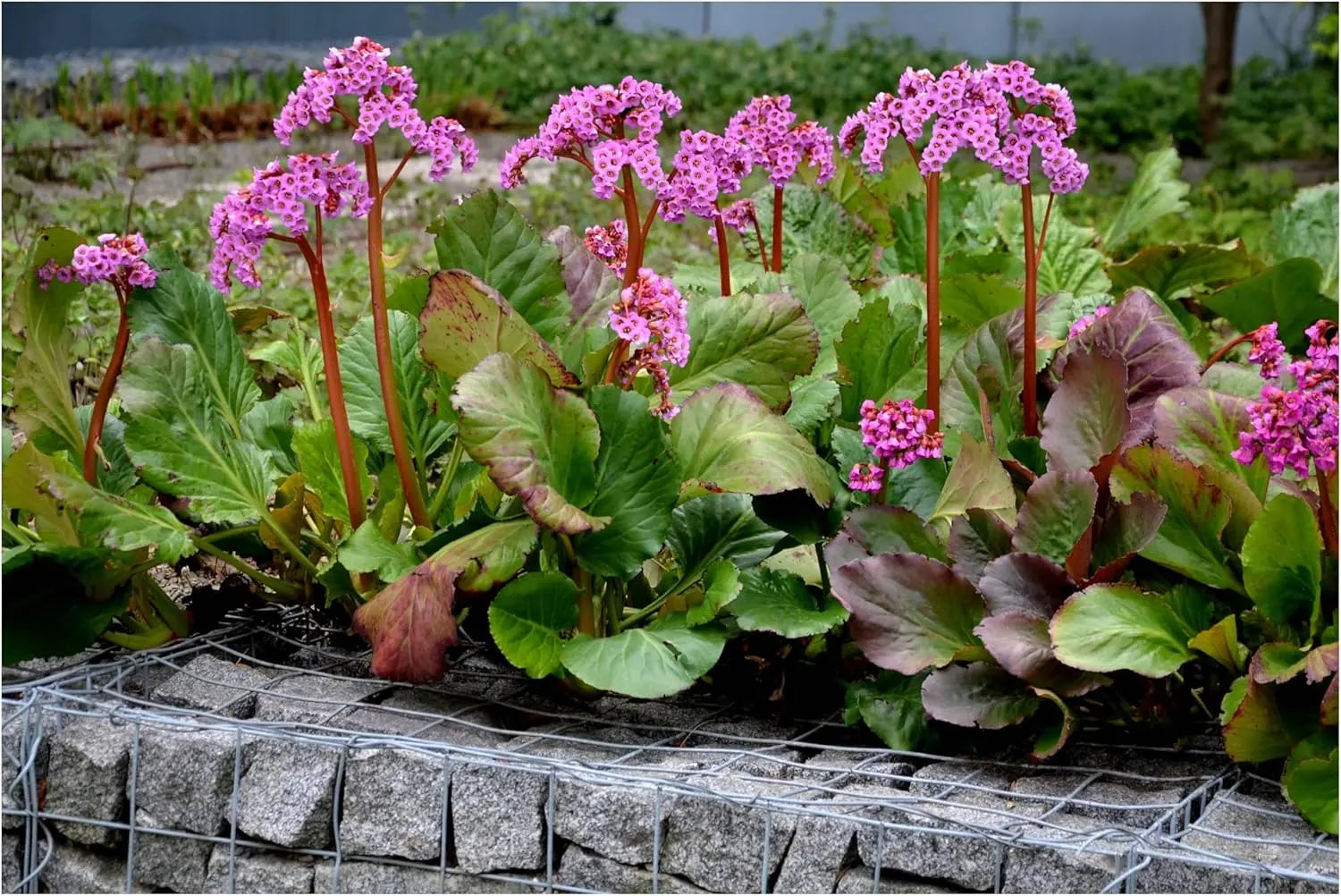 Bergenie Bergenia cordifolia 'Winterglut' Staude mit großen, winterharten grünen Blättern und rosa Blüten, Stauden Gänge