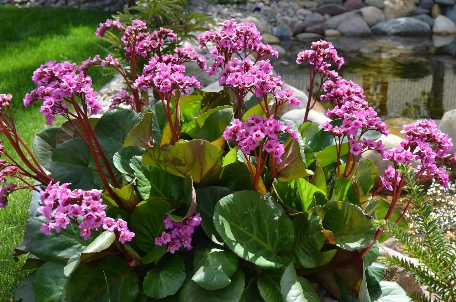 Bergenie Bergenia cordifolia 'Winterglut' Staude mit großen, glänzenden grünen Blättern und rotbraunen Winterstängeln.