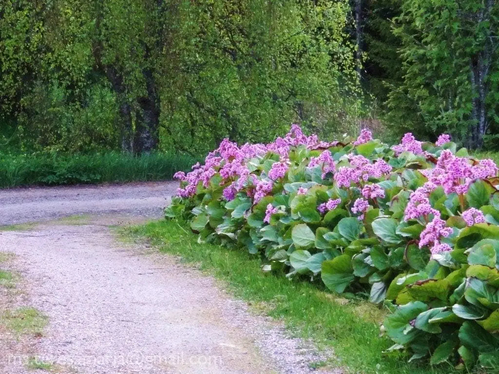 Bergenia cordifolia 'Winterglut' Staude von Stauden Gänge mit grünen Blättern und rosa Blüten, Nahaufnahme im Garten